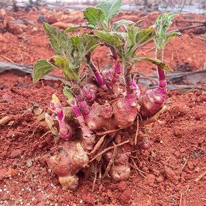 800人付款淘宝云南天山雪莲果种子黄心雪莲果苗雪连果种籽新鲜1到10斤
