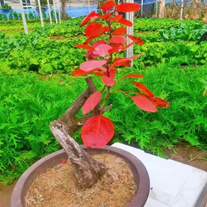 古桩盆景园经营部的小店黄卢棠梨爱心果花皮榆盆景