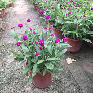 新款千日红盆栽绿植百日红青球花四季开花植物千日紫阳台常火花.
