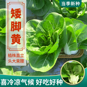 矮脚黄青菜籽种油菜青梗菜种子上海青四季播种阳台蔬菜种植菜种籽