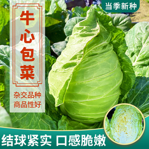 甘蓝牛心包菜种籽四季春季包心菜卷心菜阳台蔬菜种植菜种籽菜种子