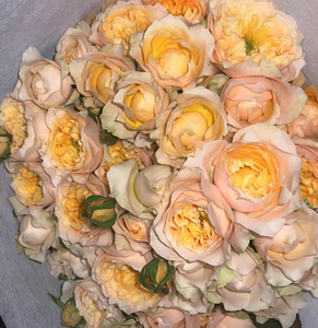 多头蔷薇泡泡玫瑰黄/粉蝴蝶仙气云南基地直发情人节送女友水养花