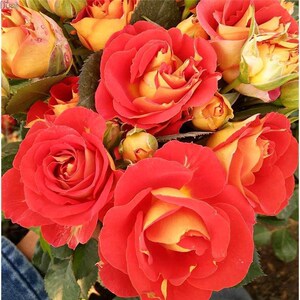 欧洲月季玫瑰(双鱼座)多头系列四季开花家庭阳台庭院花卉绿植