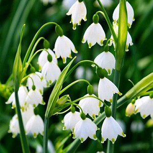 雪片莲种球易活耐寒盆栽当年开花蓝铃雪滴花铃兰花四季花卉百合球