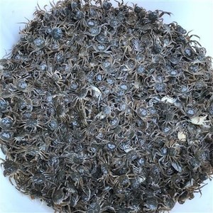 全母正宗淡水大闸蟹苗鲜活六月黄优质螃蟹苗活体扣蟹苗观赏蟹蟹苗