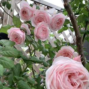 娜荷马/娜希玛爬墙月季花苗大花浓香抗病强耐晒耐寒阳台庭院盆栽