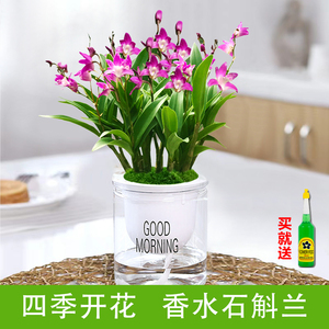 香水石斛兰盆栽带花水培植物带花苞室内蘭花绿植四季开花卉好养活