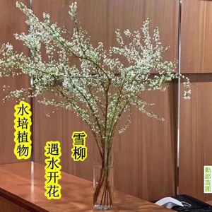 雪柳鲜枝干枝支盆栽水养插花水培植物室内花卉好养活绿植遇水开花