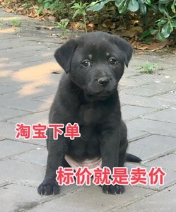 中华田园犬黑狗纯黑土狗镇宅招财小狗幼犬便宜看家护院宠物小黑