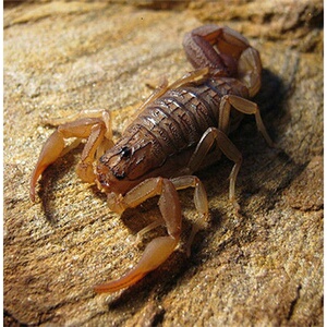 刚果红鳄背蝎宠物蝎子单性繁殖雨林蝎大蝎子黄肥尾黑粗黑肥土耳其