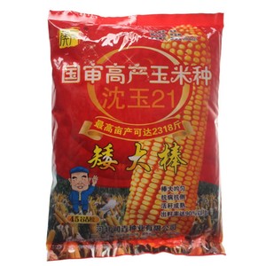 矮大棒/沈玉21 大田种植杂交玉米种子基地 高产大穗抗病国审玉米