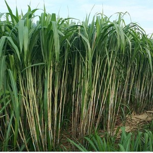 无毛甜象草大叶耐寒一号牧草种节新型皇竹草巨菌草四季多年生牛羊