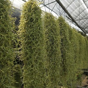 空气凤梨老人须防辐射绿植松萝草垂吊植物居家室内净化吸甲醛