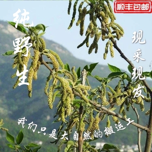 楚树揪子新鲜构树穗构树花狗朴素楮不揪子构蒲穗狗穗构桃穗野生蒸