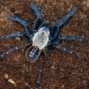 东南亚捕鸟之王巴赫马地老虎4-16cm活体爬行蜘蛛宠物凶猛稀少物种