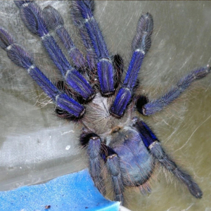 新加坡蓝捕鸟蛛足展7-10cm凶猛稀有品种活体地栖类型爬行宠物蜘蛛