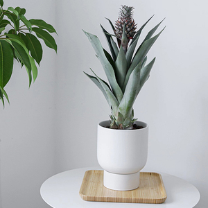 凤梨盆栽果树菠萝盆景植物室内植物花卉客厅送女朋友礼物阳台盆栽