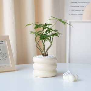 北欧ins风 桌面绿植奇趣发财树奇特造型植物办公室内花卉净化空气