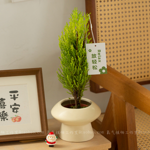 小香松盆栽放青松圣诞树四季绿植植物盆景花卉室内摆件客厅放轻松
