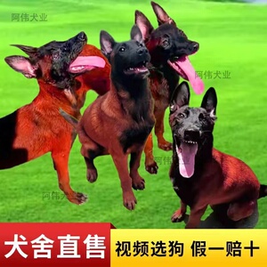 马犬幼犬纯种活体军犬警犬看家护院黑红爆红小马犬大型狼狗宠物犬