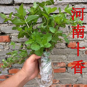 河南十香菜苗石香菜特产麝香菜十香菜小叶盆栽五香叶藿香食用种植