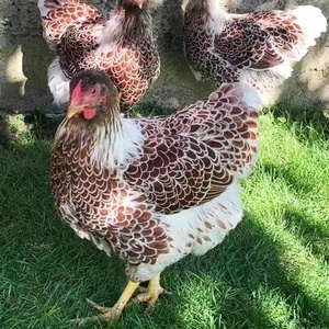 怀特宠物鸡怀恩多特鸡种蛋受精蛋观赏鸡种蛋受精卵可孵化受精鸡蛋