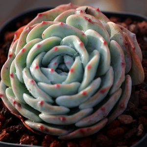 【勃朗峰多肉】勃朗峰多肉品牌,价格 - 阿里巴巴