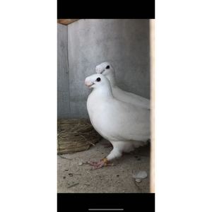 俄罗斯马头鸽短嘴白色马鸽种鸽种蛋大鼻子鸽子活体受精蛋马耳他