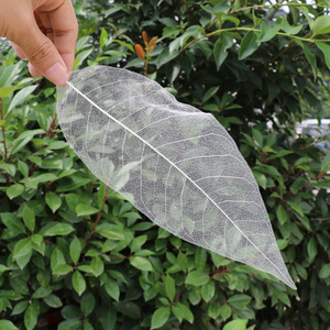 玉兰叶脉大中小号菩提书签干花材料叶脉花制作材料玉兰树叶脉绘画