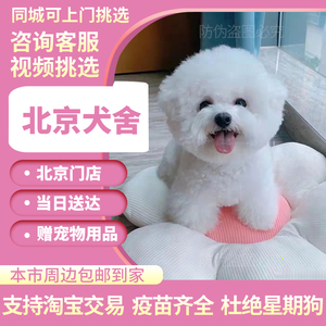 [北京犬舍]纯种比熊幼犬活体白色可爱型法国卷毛小型犬宠物小狗