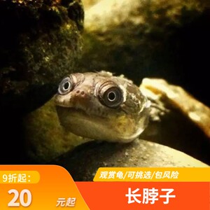 长颈龟观赏龟深水混养鱼缸宠物大型蛇颈侧颈网红招财镇宅纹面乌龟