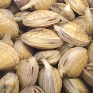 丹东大黄蚬子鲜活无沙野生蛤蜊花甲黄贝扇贝海鲜贝类水产4斤包邮