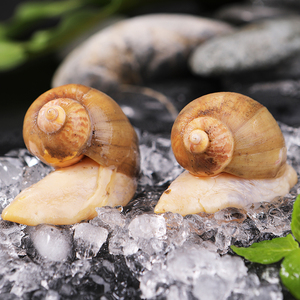 大连假鲍鱼新品新鲜珍珠鲍螺蜗牛鲍鱼螺蛾螺玉螺冷冻贝类500g