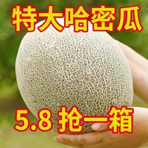 山东哈密瓜西州蜜整箱10斤新鲜应当季水果冰淇淋网纹甜瓜蜜瓜包邮