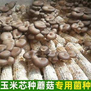 平菇玉米芯蘑菇菌种植栽培盆栽食用菌厂DIY三级种盆栽养殖基地