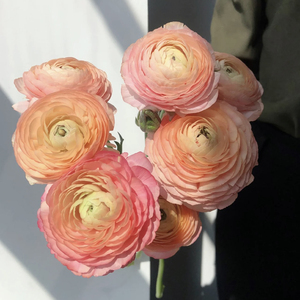 稀有色渐变香槟色洋牡丹鲜花家用办公插花水养鲜切云南直发花期长