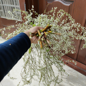 喷雪花腊梅红梅插水开花鲜切花枝干支花水养泡水干枝雪柳遇水开花
