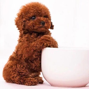 纯种泰迪犬幼犬活体小泰迪狗长不大的茶杯泰迪贵宾犬宠物狗活体