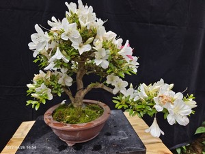 园皋月杜鹃 旭之泉 若惠比须 明美之月 金采 寿光 如峰山0人付款4732