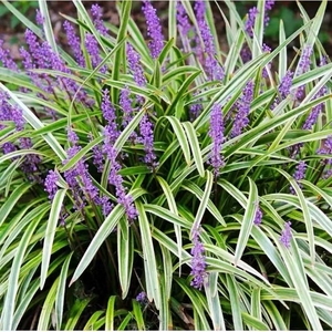 金边麦冬玉龙草阔叶苗庭院绿化四季常青耐寒耐阴植物矮麦冬玉龙草