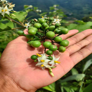 900人付款淘宝云南普洱黎明野生苦子新鲜小苦子果野菜
