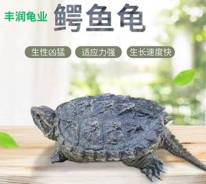 鳄龟 北美小鳄龟 凶猛水生动物乌龟活体宠物龟新品上市