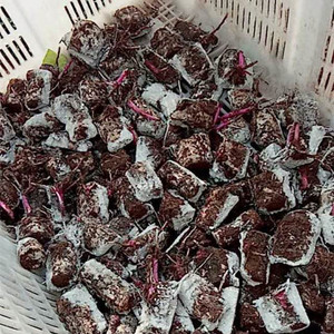 正宗紫玉淮山种子紫山药种子种苗紫色山药紫淮山种子6年种植经验