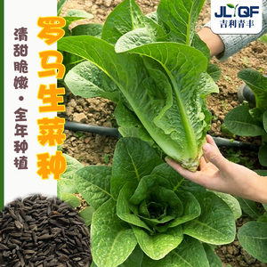 罗马生菜种孑四季养生孔雀菜种子紫叶生菜种植盆栽冬季菜种籽大全