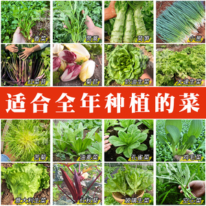 四季种植蔬菜子香菜苔小葱豌豆苗孔雀生菜油麦茼蒿荠菜春夏菜种籽