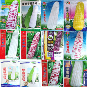 大棒白糯玉米种子甜糯早熟糯玉米彩糯玉米种子京科糯2000万糯2000