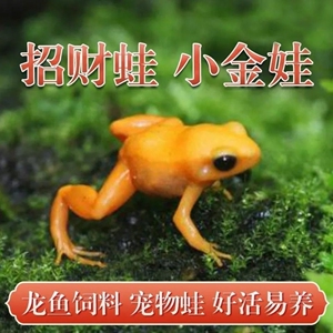 金蛙小金蛙活体龙鱼饲料宠物蛙青蛙金蟾招财蛙包活观赏鱼易养包邮