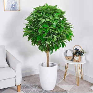 发顺丰平安树盆栽兰屿肉桂室内大型绿植客厅办公开业乔迁除甲醛