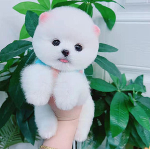 茶杯犬博美俊介幼犬宠物狗狗活物长不大小狗活幼体小型泰迪比熊犬