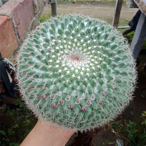 开花仙人球 玉瓮 菲花玉盆栽植物电脑旁防辐射带花苞原盆原土发货